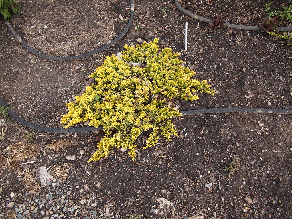Yellow (Gold) Juniper Juniperus horizontalis 'Mother Lode'… Flickr
