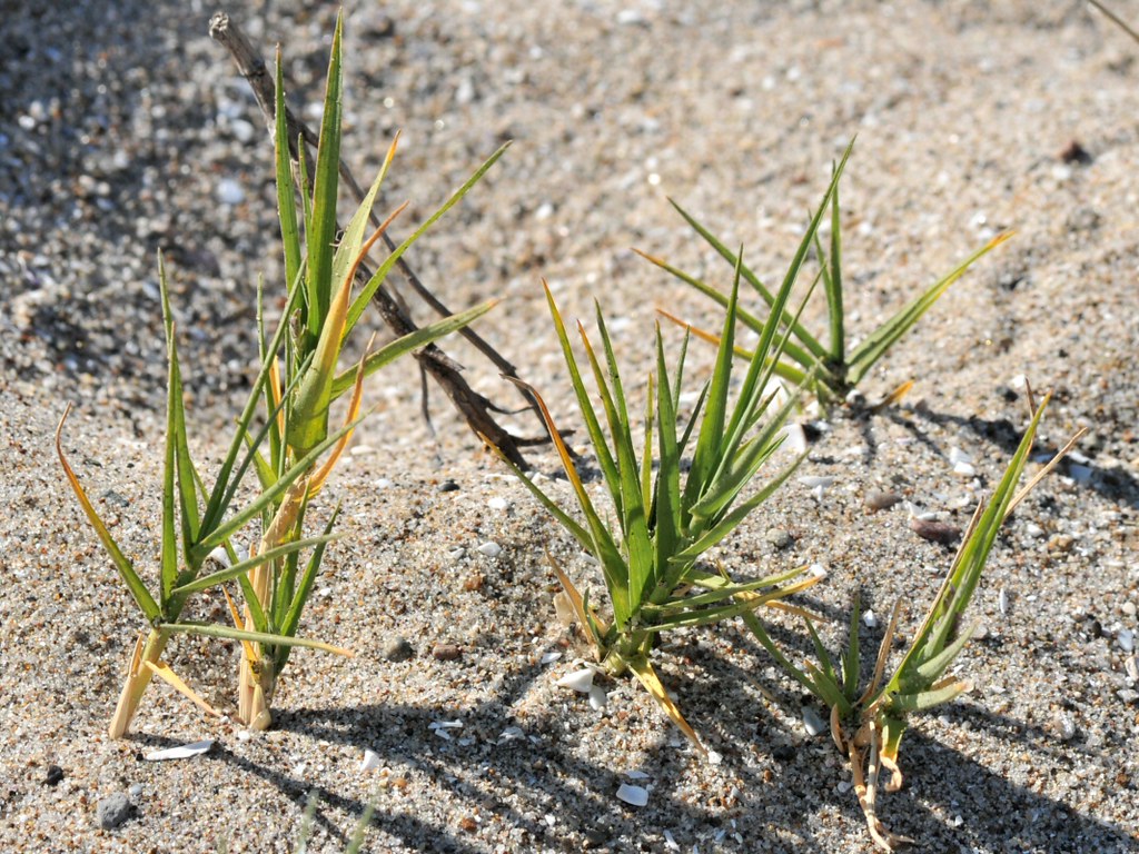 New growth of Salt Grass (Distichlis spicata, Poacea) on t… Flickr