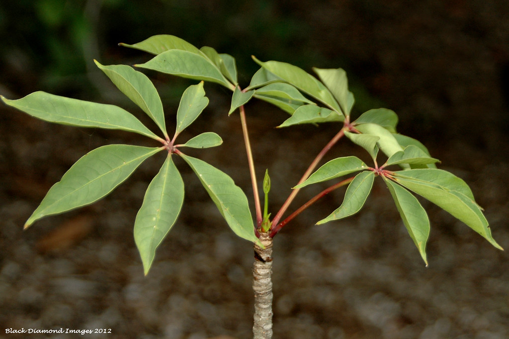 Bombax ceiba var. leiocarpum Red Kapok; Red Silkcotton … Flickr