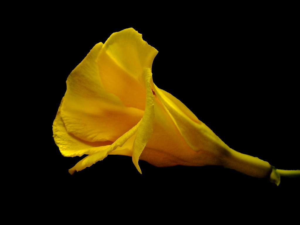 Yellow Tubular Flower Stuart Lilley Flickr