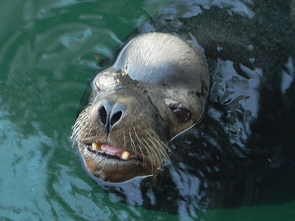 All sizes Sea Dog peekaboo Flickr Photo Sharing!