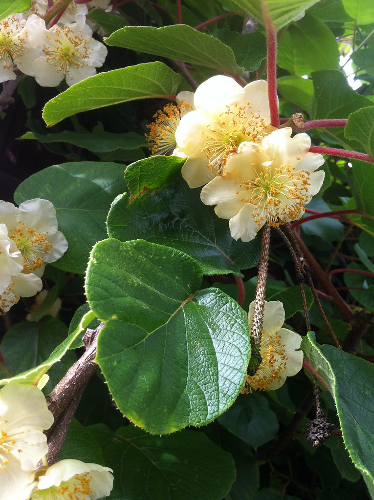 Kiwi flowers Kiwi vines need a male and a female plant to … Flickr