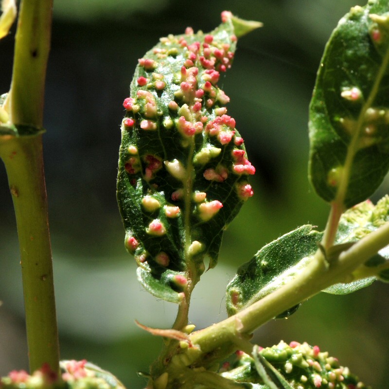 Leaf galls of the Willow Gall Mite (Aculops tetanothrix, E… Flickr