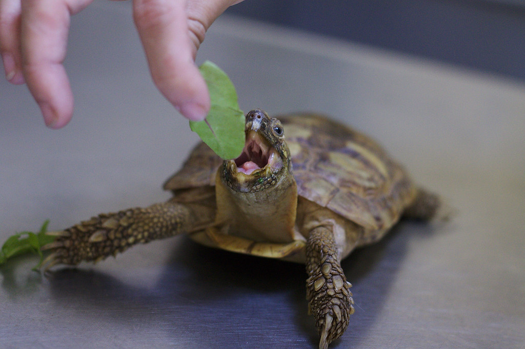 Turtle Still Eating Lettuce You will never be as happy