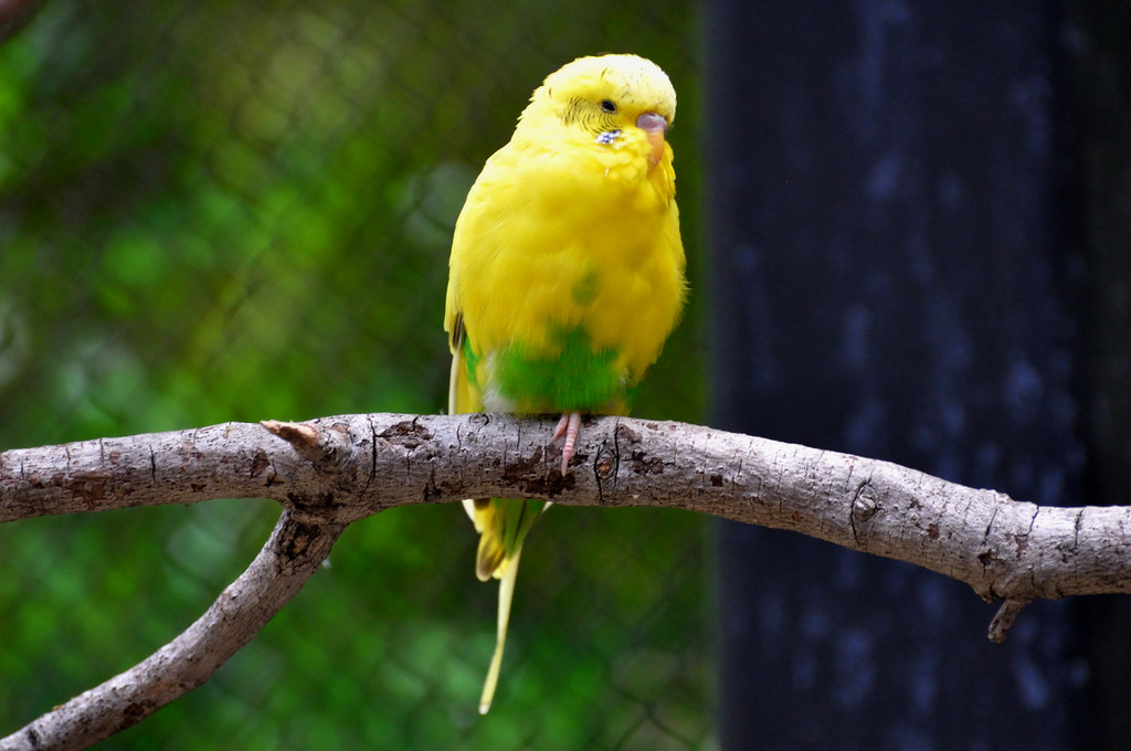 Yellow Parakeet The Budgie, (Melopsittacus undulatus), is … Flickr