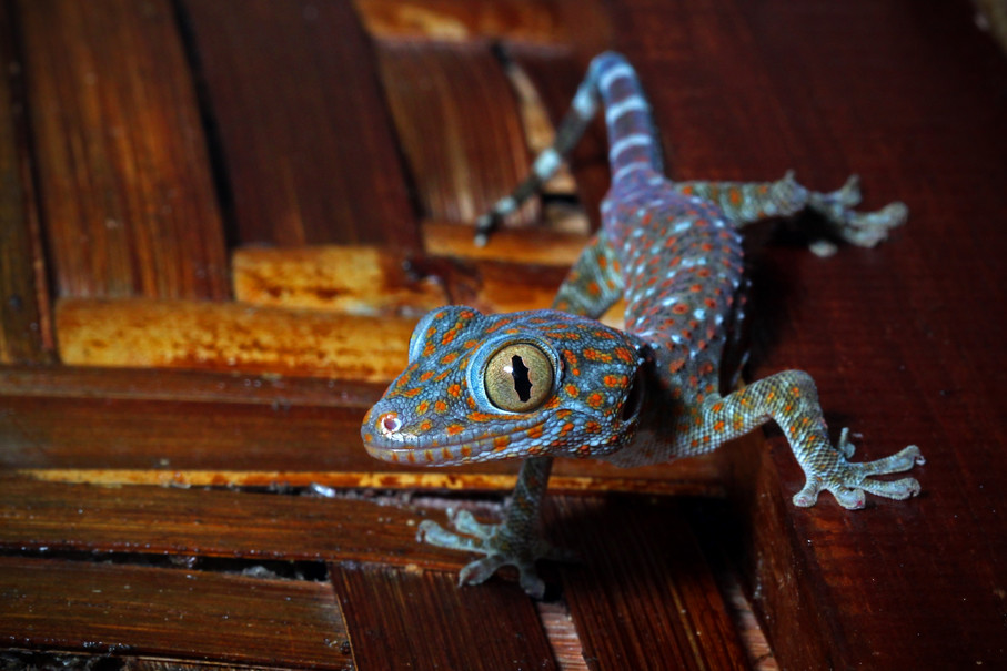 Tokay gecko Stunningly coloured, loud and big, tokay