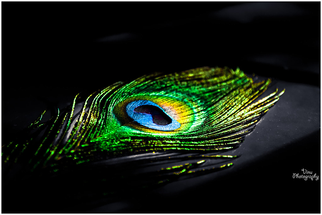 Mayilpeeli....Peacock Feather Vinu Thankachan Flickr