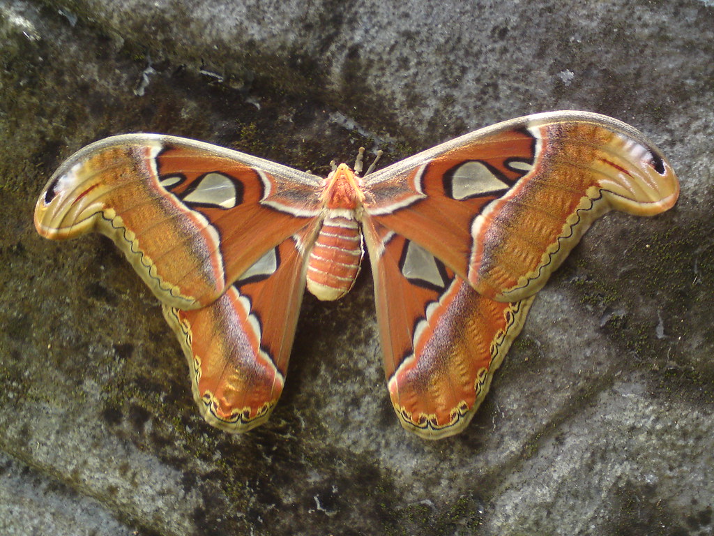 Snake butterfly Butterfly with snake head.. Paulson Jose Flickr