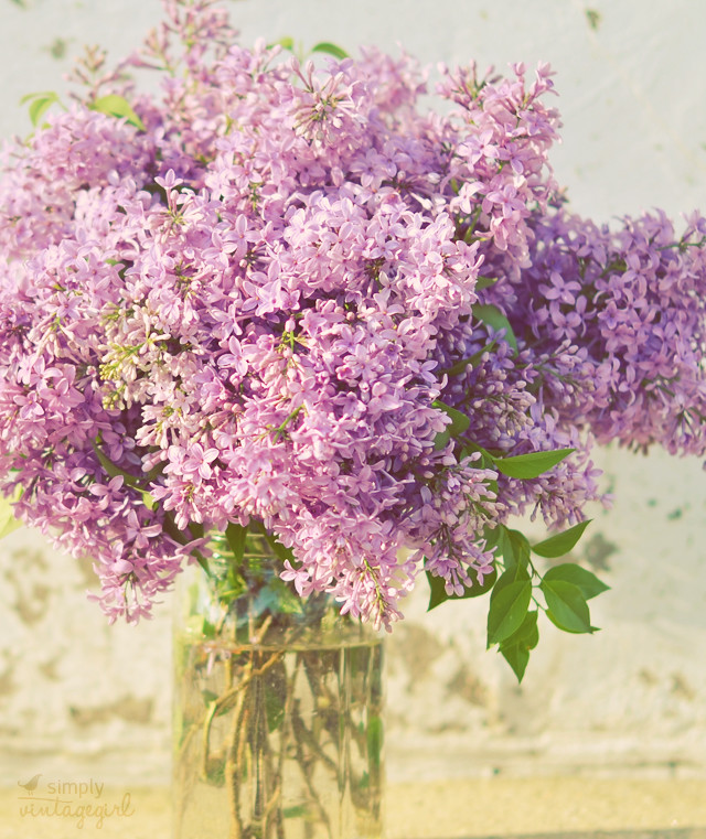 April Lilacs The lilacs are blooming a month earlier than … Flickr