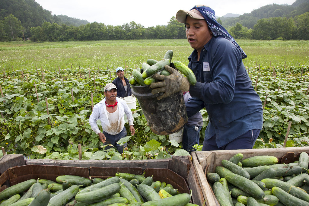 Migrant Workers and Cucumbers, Blackwater, VA Migrant work… Flickr