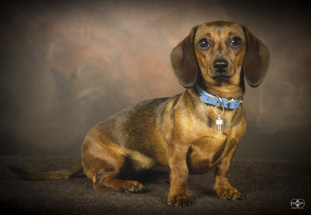 43+ Full Size Standard Size Dachshund Photo Bleumoonproductions