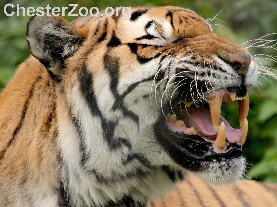 Tiger teeth!! Tiger showing what he could do Chester