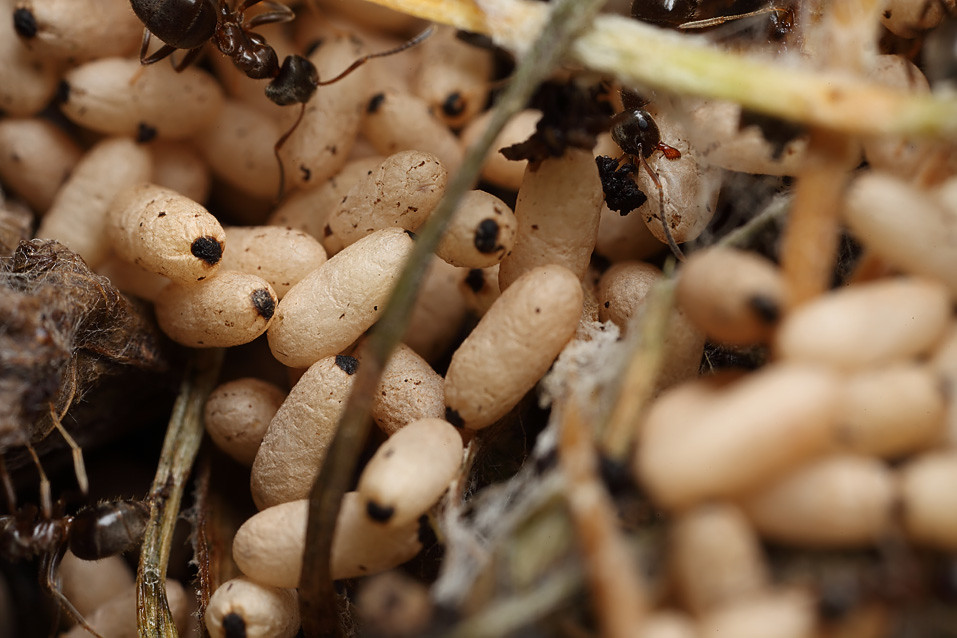 Ant eggs Eggs of the black ant Lasius niger in the compost… Flickr