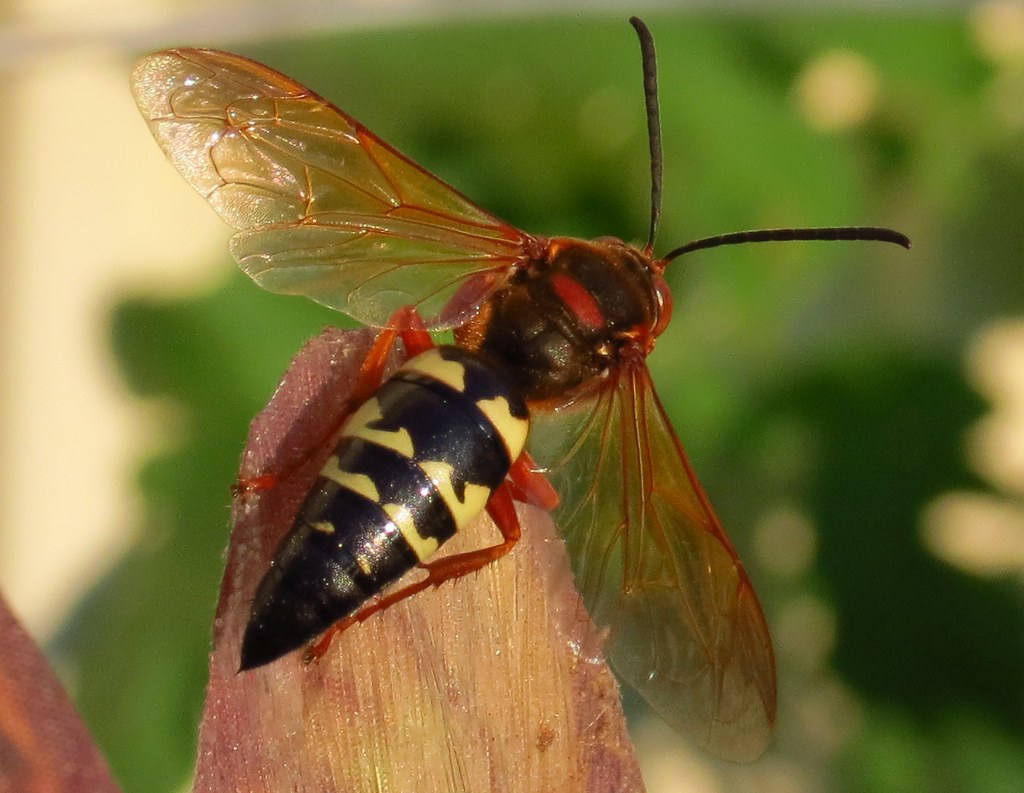 One of the many ground we get every year. I… Flickr