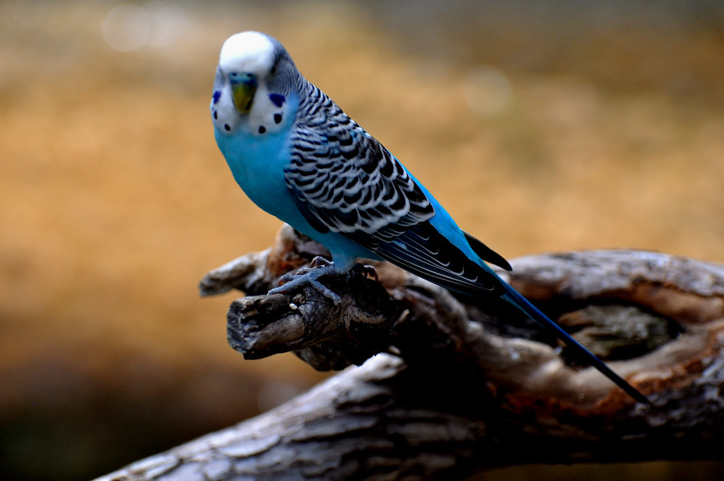 Blue Parakeet Many different species of parakeets are ofte… Flickr