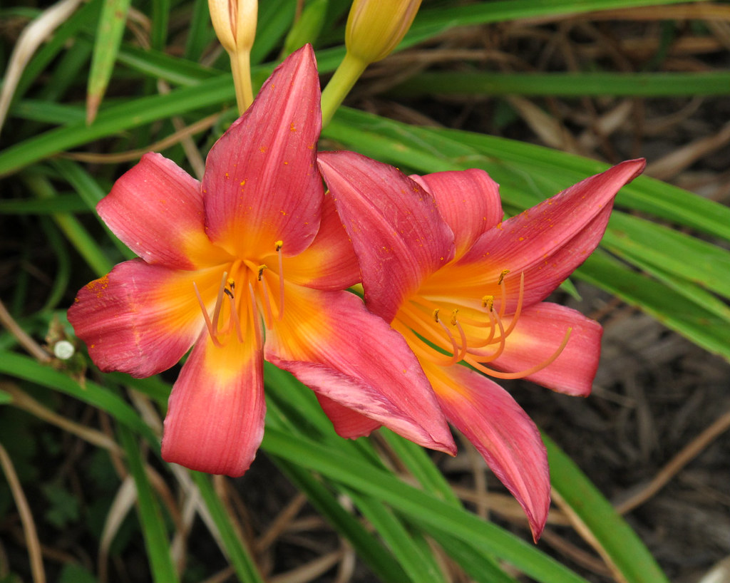 Daylily, Kentlands, Flowers IMG_2851 July 4, 2012 photowal… Flickr