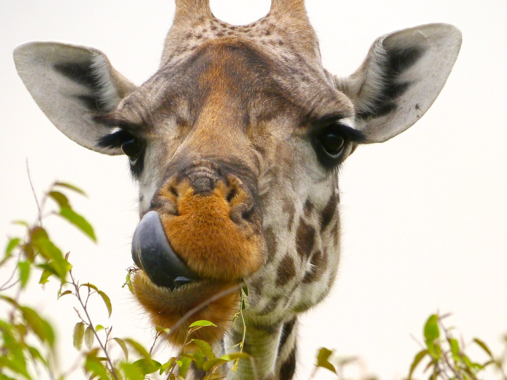 Giraffe eating AxsMan Flickr