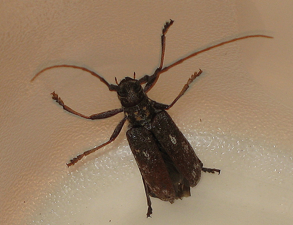 Sawyer Beetle, Genus Monochamus, possibly Carolina Pine Sa… Flickr