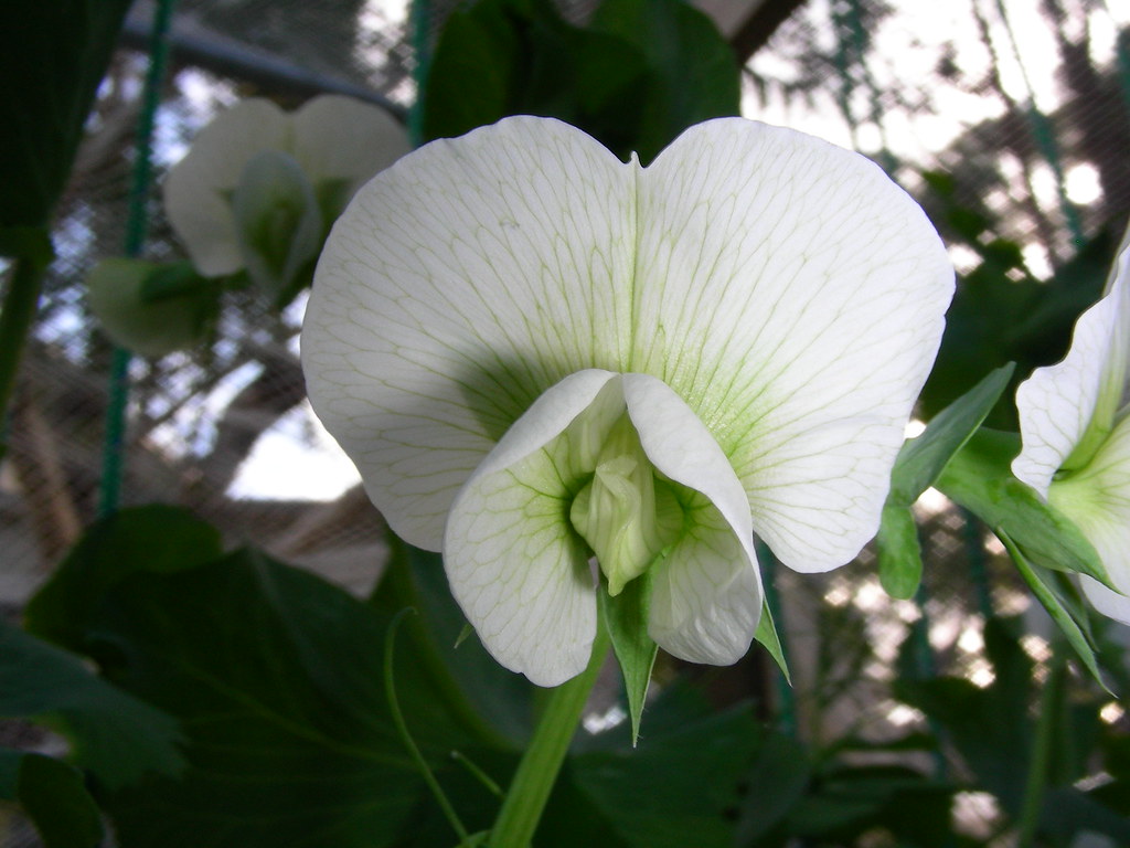 Sugar Snap Pea flowers Doug Beckers Flickr