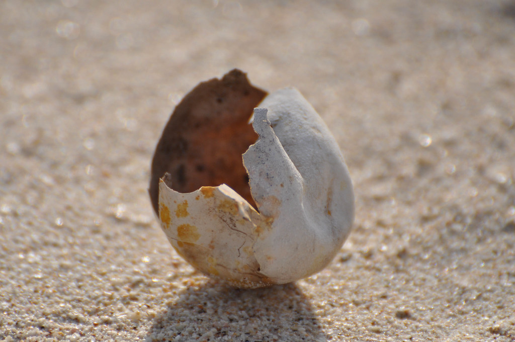 Green Sea Turtle Egg hatched Galapagos Dee Bug Flickr