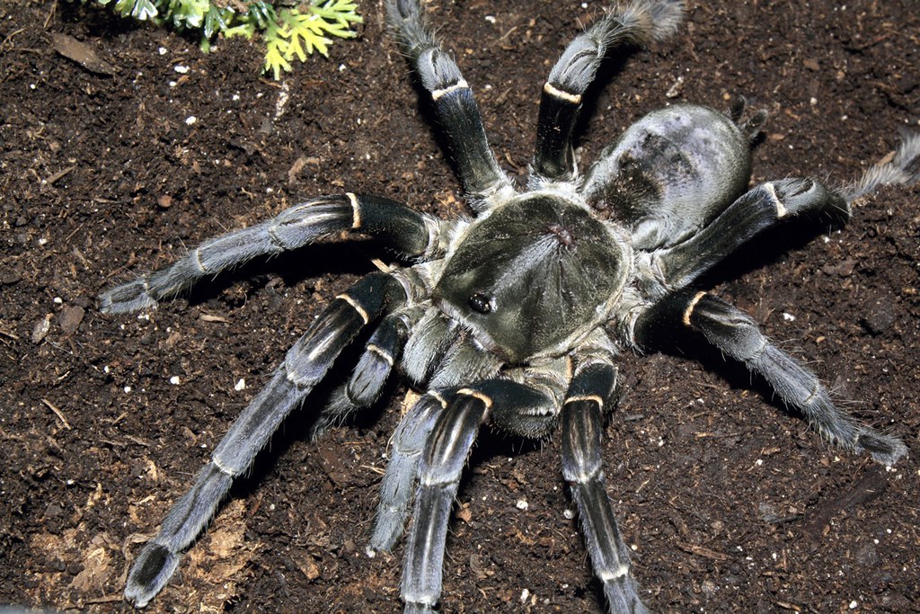 Haplopelma longipes Thailand Black Tarantula T.J. Petrowski Flickr