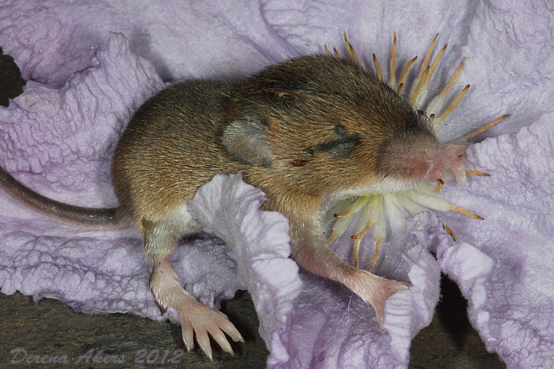 Baby Field mouse 1 This baby has a nice soft cushion derena_d. Flickr