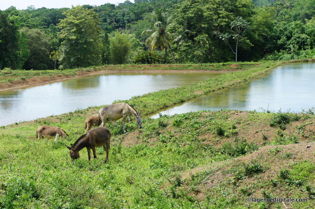 Jardin d'Eau Goyave (Guadeloupe)