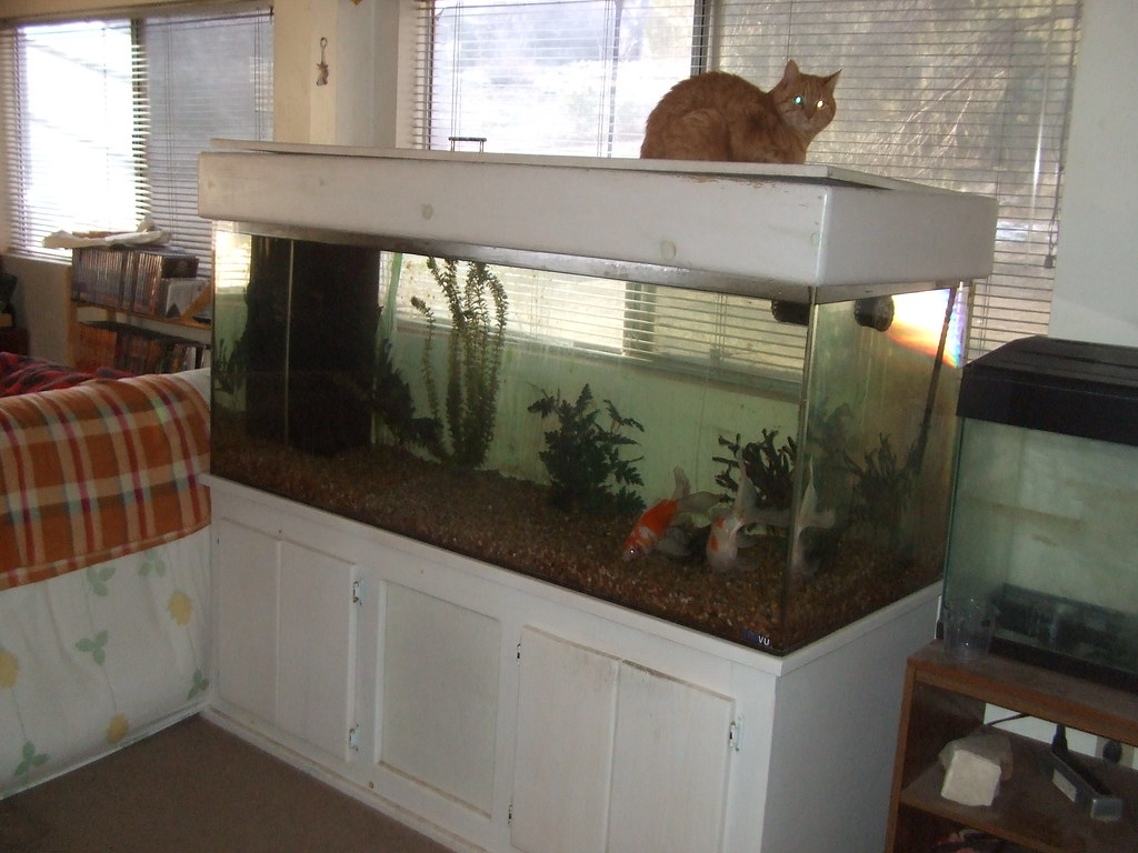 Fish tank 500 gallon fish tank with whitewashed pine stand