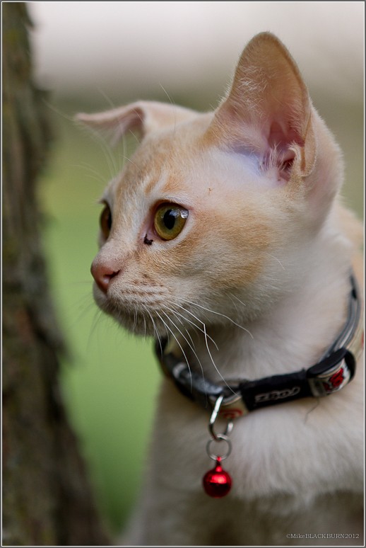 Macavity of the droopy ear 365Mkii_seventytwo A run in w… Flickr