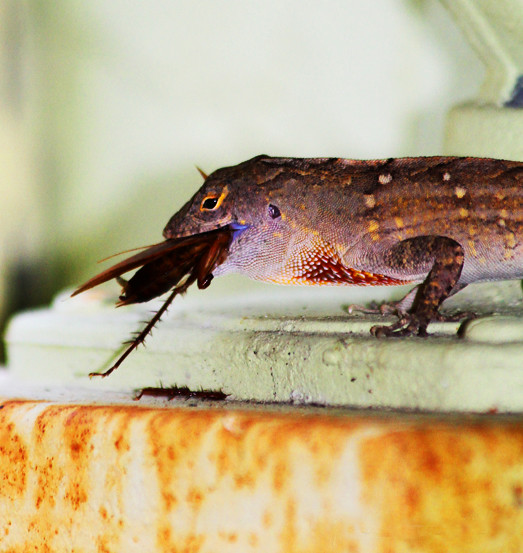Lizard eating cockroach Fort Lauderdale, FL Ray Stranagan Flickr