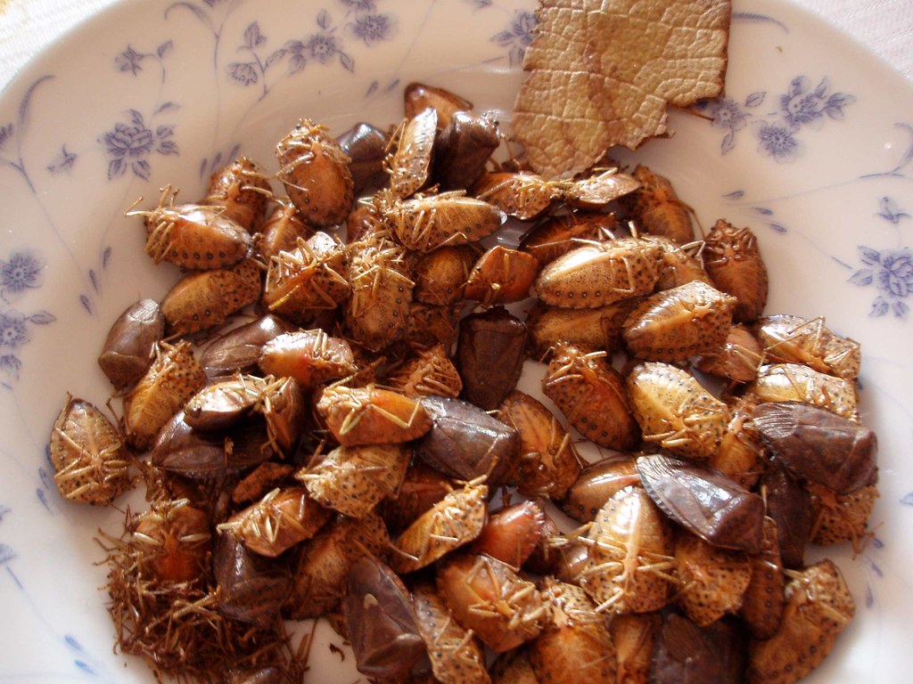 Jumiles, insectos comestibles Stink Bugs (I believe thes… Flickr