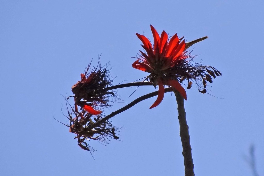 red flowers The flowers look like feathers! Betsy McCully Flickr