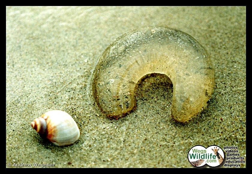 Moon Snail & Egg Mass Photo by Andrew Wegener. Visit WegsW… Flickr