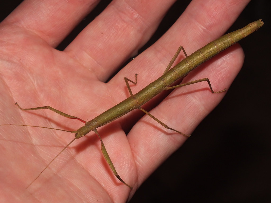 Indian stick insect (Carausius morosus) female Size approx… Flickr