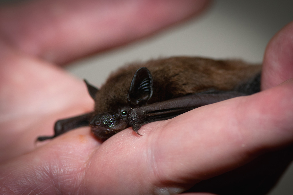 Bat Shot at the Florida Bat Conservancy. www.floridabats.o… Flickr