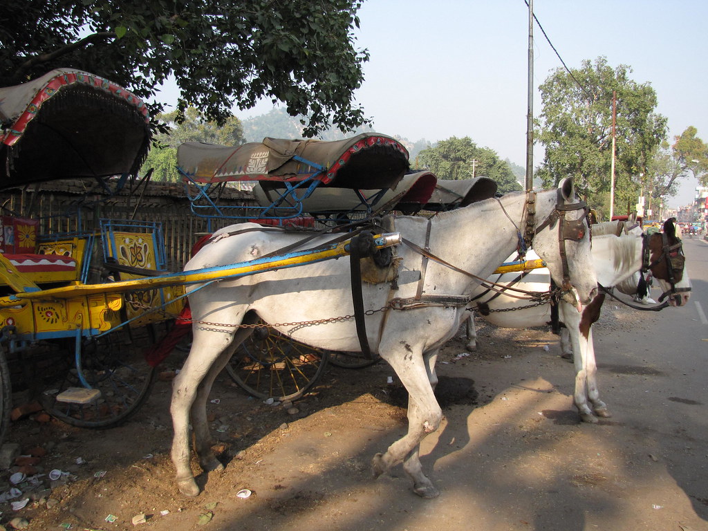Tonga A tonga or a horsedriven hack is a disappearing typ… Flickr