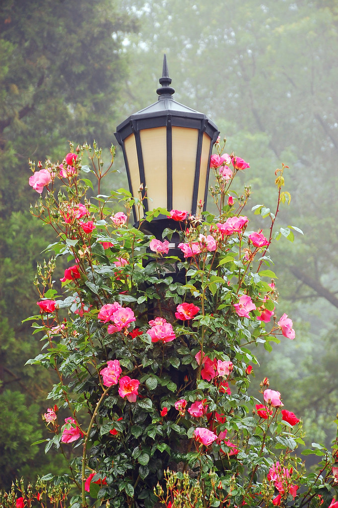 Garden lamppost Garden lamppost covered with roses Perl Photography