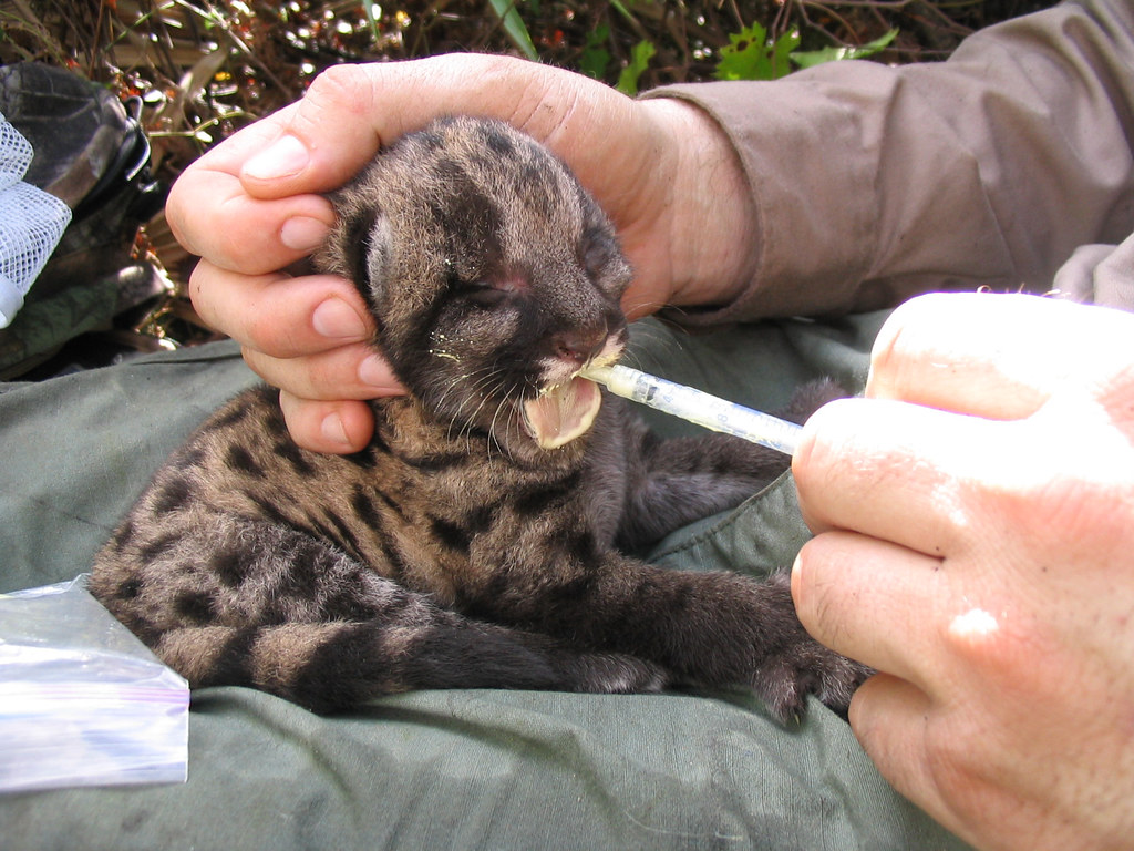 Panther kitten vet exam Panther kitten of FP75 receiving d… Flickr