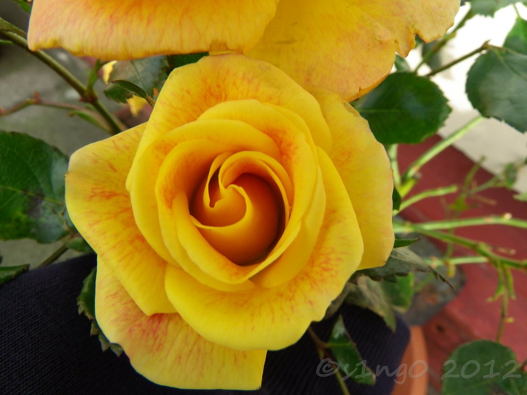 Roses Rose bush named Kathleen. Still in full bloom in Jan… Flickr