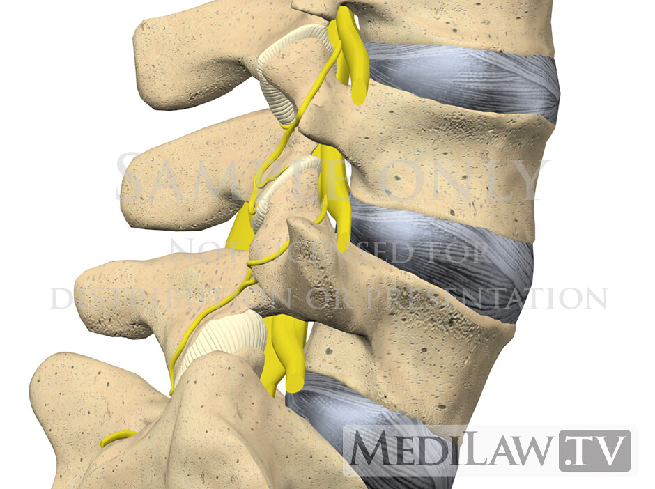 models anatomy LumbarFacetJointAnatomy06 LUMBAR