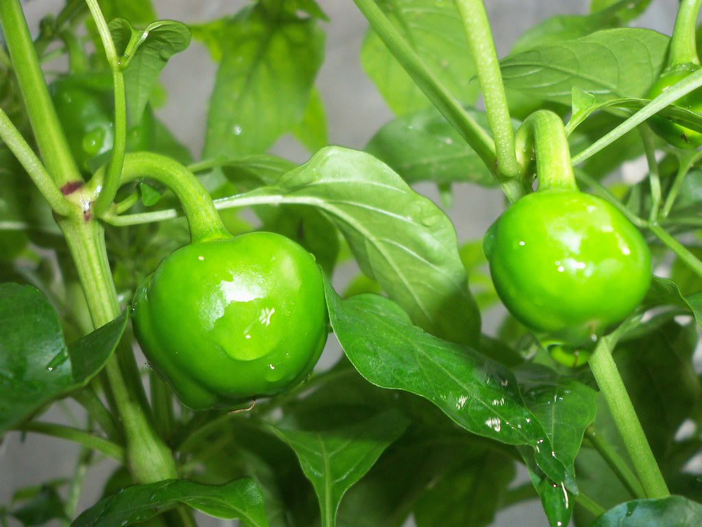 satan kiss chili pepper lukas sung Flickr