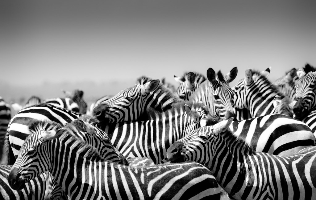 Zebra Effect Zebras crowding around a watering hole in Lak… Flickr