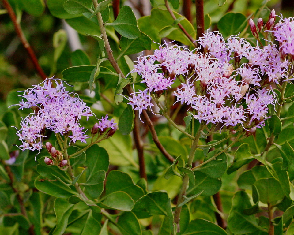 Garberia (Garberia heterophylla) Seminole State Forest, La… Flickr
