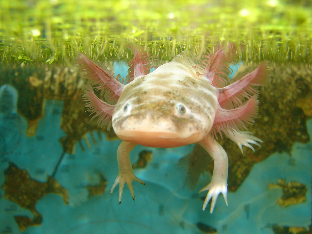 guess who? SOLOTL Aksolotl (Axolotl) salamander water, c… Flickr