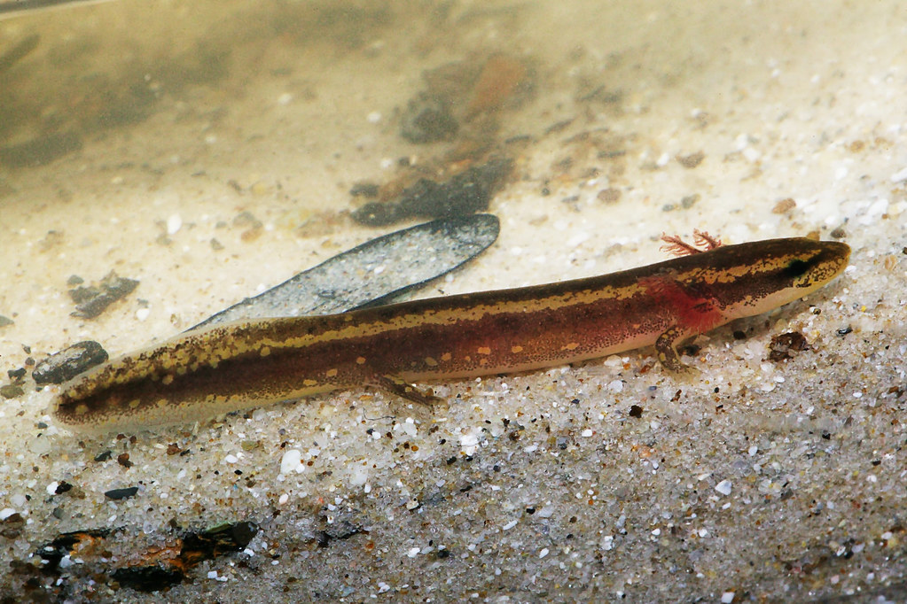 Juvenile Red River Mudpuppy Near Arkadelphia, Clark County… Flickr