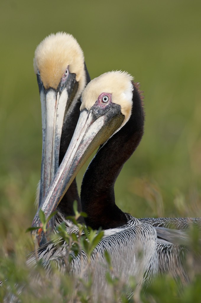 Brown Pelicans off the North Carolina coast In North Carol… Flickr
