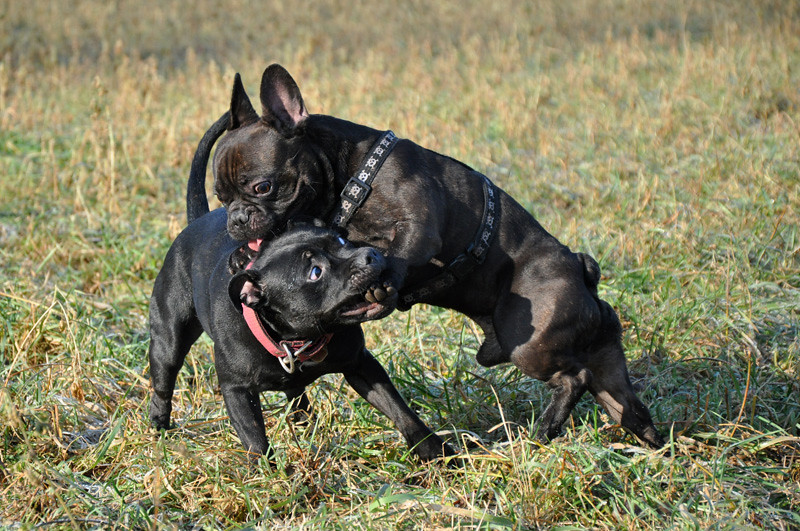 Staffordshire Bull Terrier (Buffy Gretta Ambassador Sun
