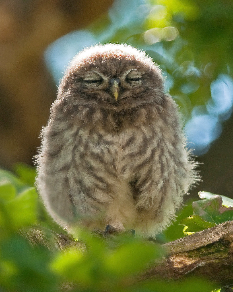 Hush Little Baby!! (Young Little Owl) Young fluffy & very … Flickr
