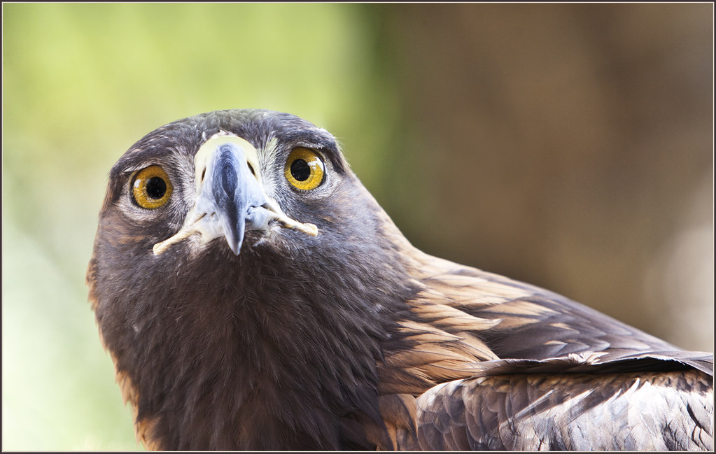 Golden Eagle Wild Animal Park, San Diego California Rex Boggs Flickr