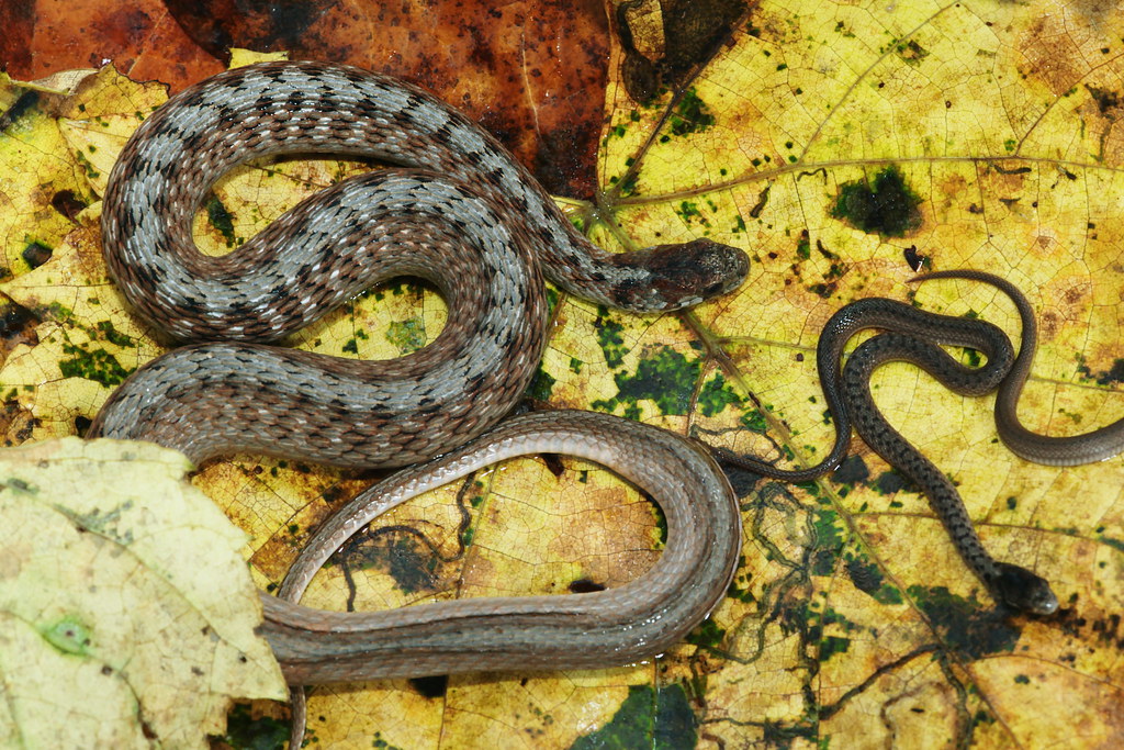 Midland Brown Snake Bella Vista, Benton County, Arkansas, … Flickr